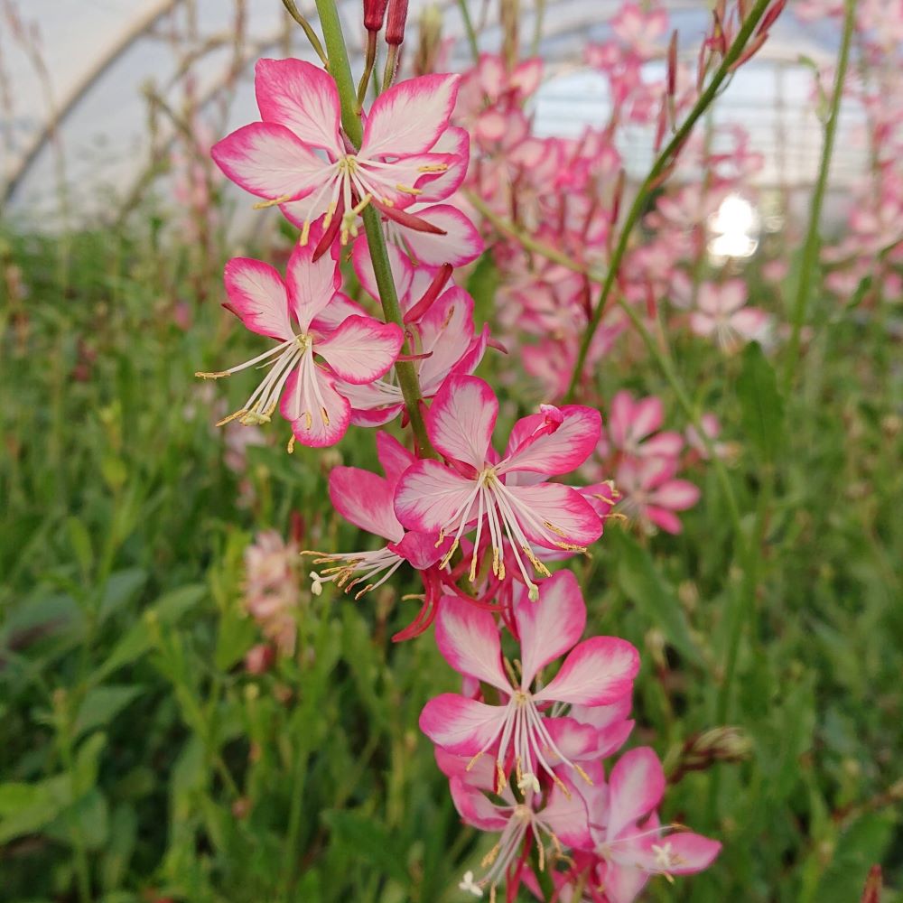Évelő díszgyertya (Gaura lindheimeri 'Rosy Jane – Harrosy')