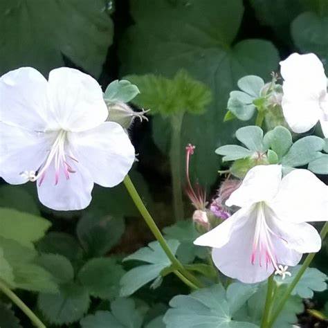 Angol gólyaorr (Geranium x cantabrigiense 'St Ola')