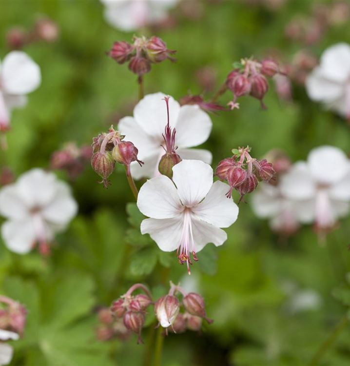 Angol gólyaorr (Geranium x cantabrigiense 'St Ola')