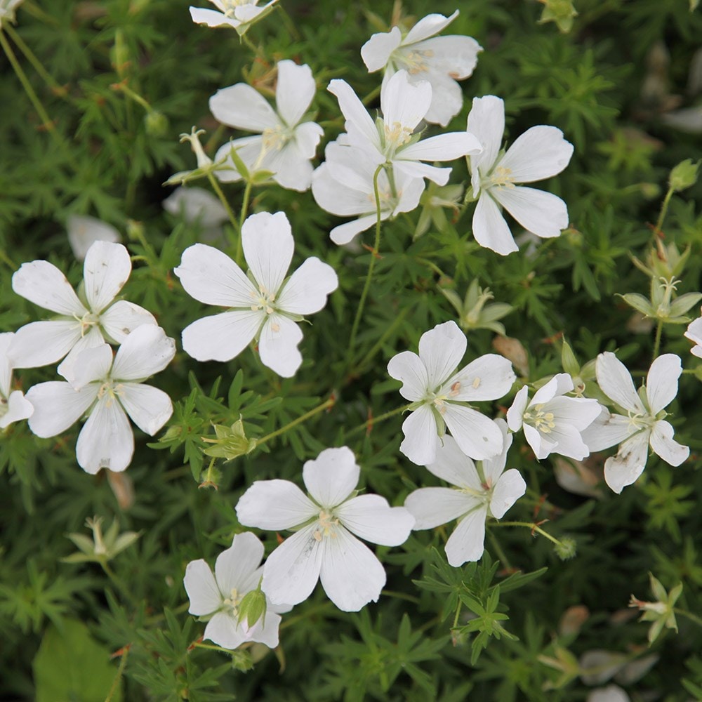 Piros gólyaorr (Geranium sanguineum 'Album')