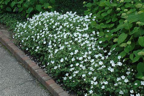 Piros gólyaorr (Geranium sanguineum 'Album')