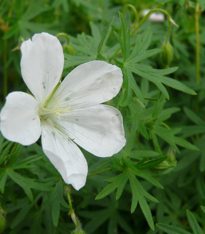 Piros gólyaorr (Geranium sanguineum 'Album')