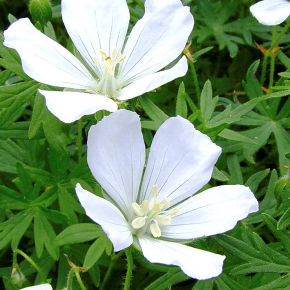 Piros gólyaorr (Geranium sanguineum 'Album')
