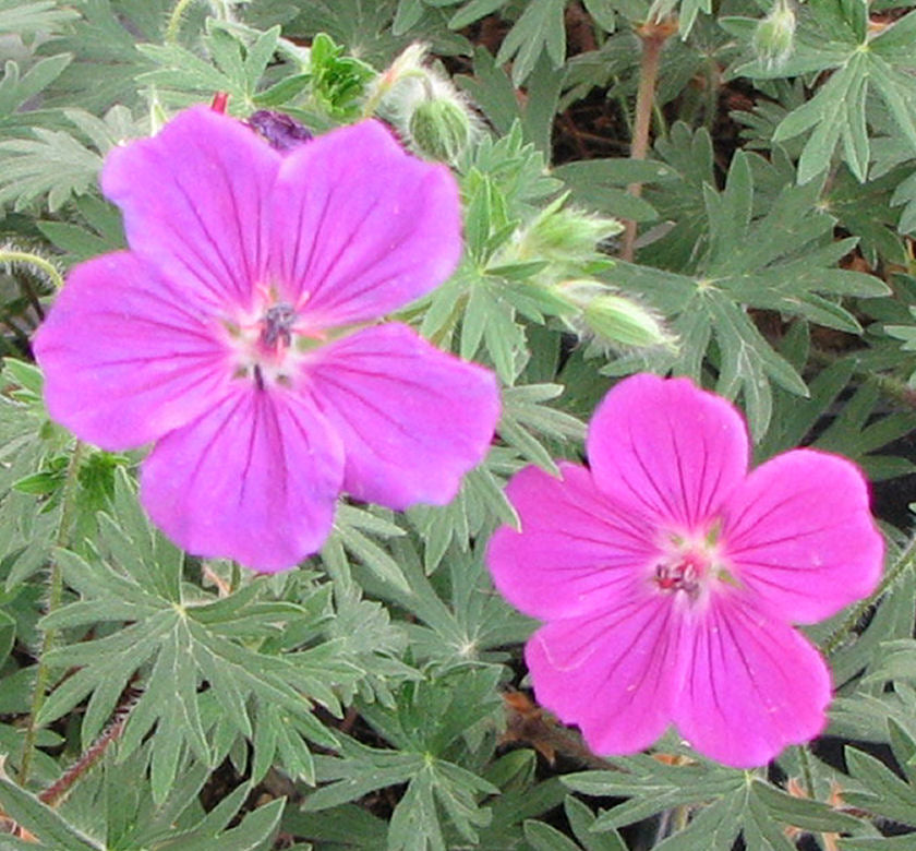 Gólyaorr (Geranium 'Tiny Monster')