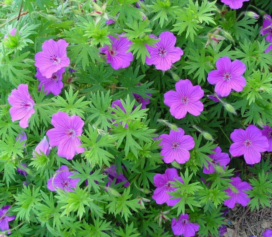 Gólyaorr (Geranium 'Tiny Monster')