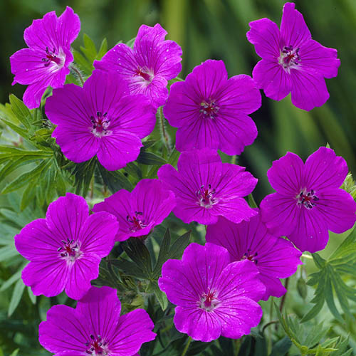 Gólyaorr (Geranium 'Tiny Monster')