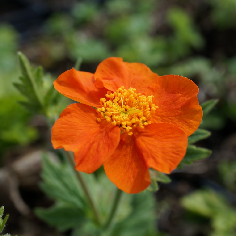 Gyömbérgyökér (Geum coccineum 'Borisii')