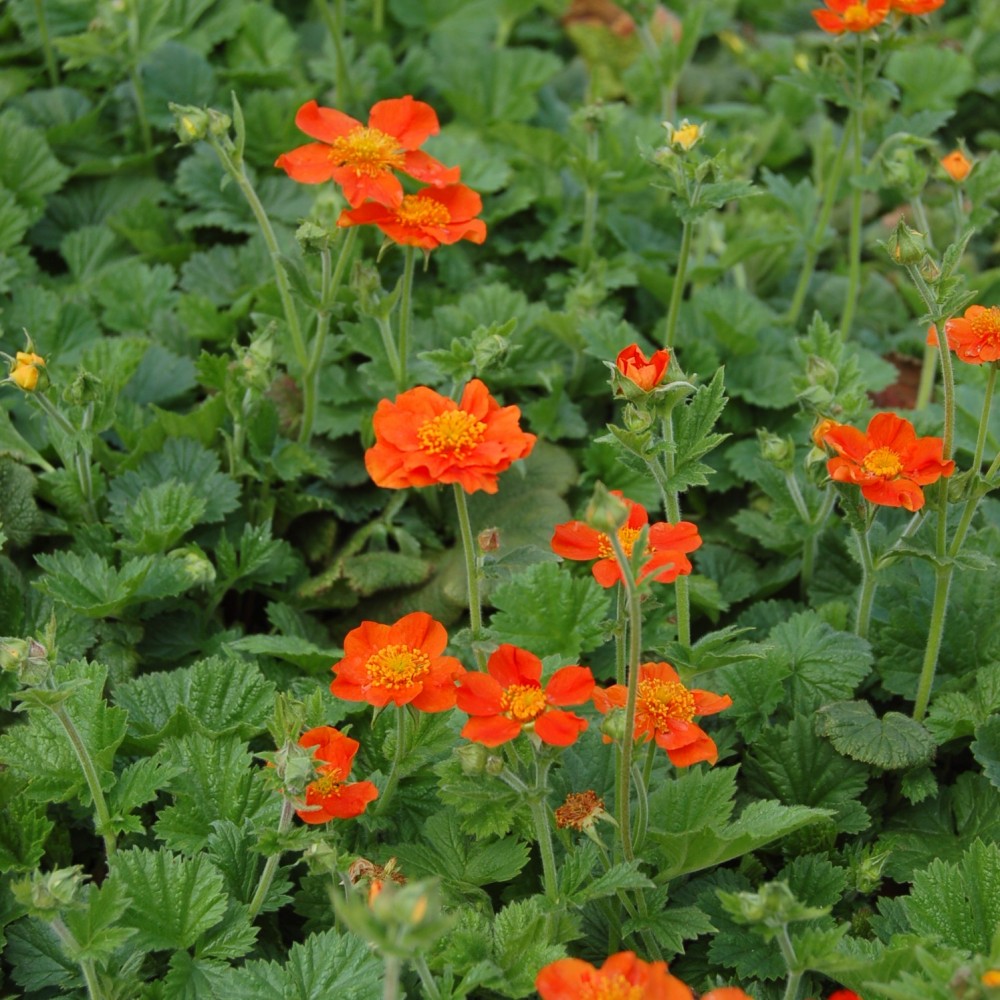 Gyömbérgyökér (Geum coccineum 'Borisii')