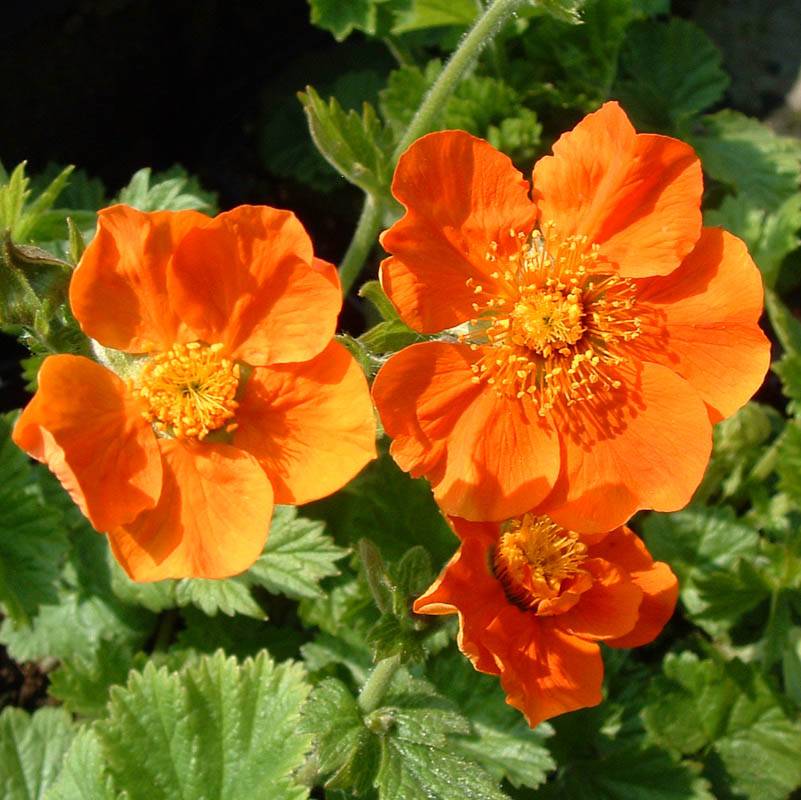 Gyömbérgyökér (Geum coccineum 'Borisii')
