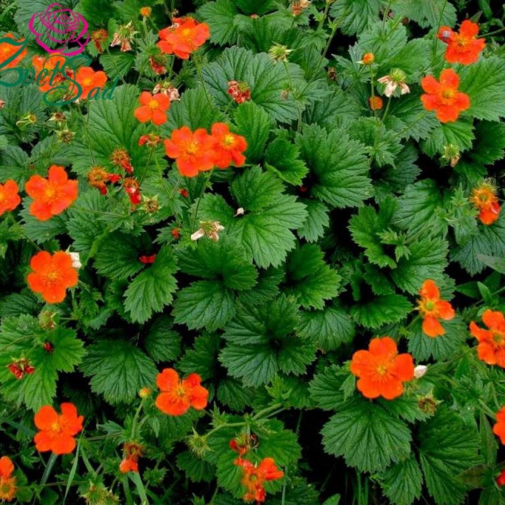 Gyömbérgyökér (Geum coccineum 'Borisii')