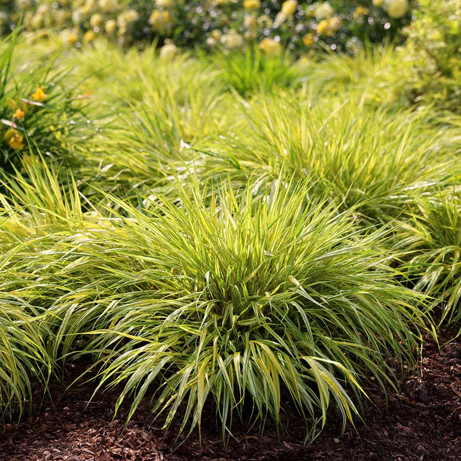 Szálkafű (Hakonechloa macra 'Aureola')