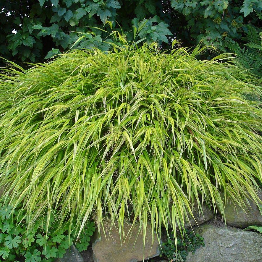 Szálkafű (Hakonechloa macra 'Aureola')