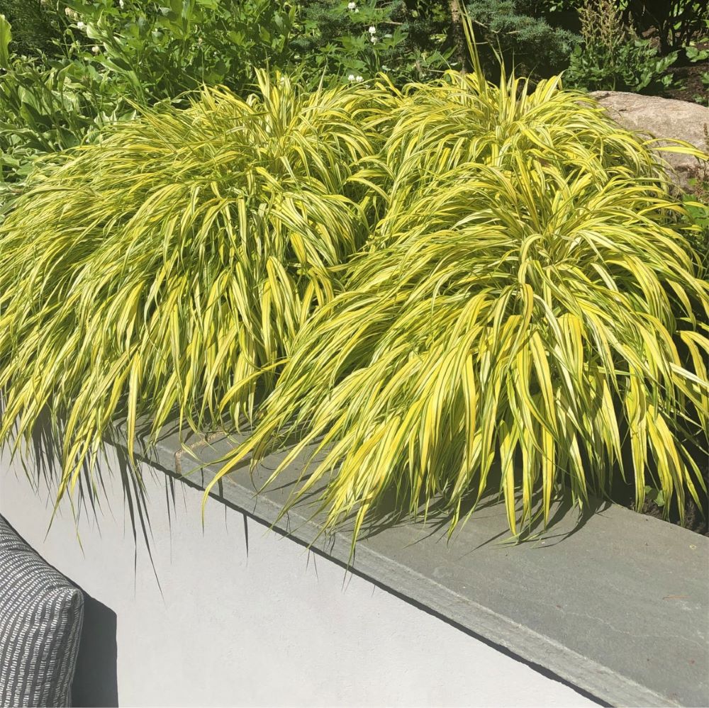 Szálkafű (Hakonechloa macra 'Aureola')