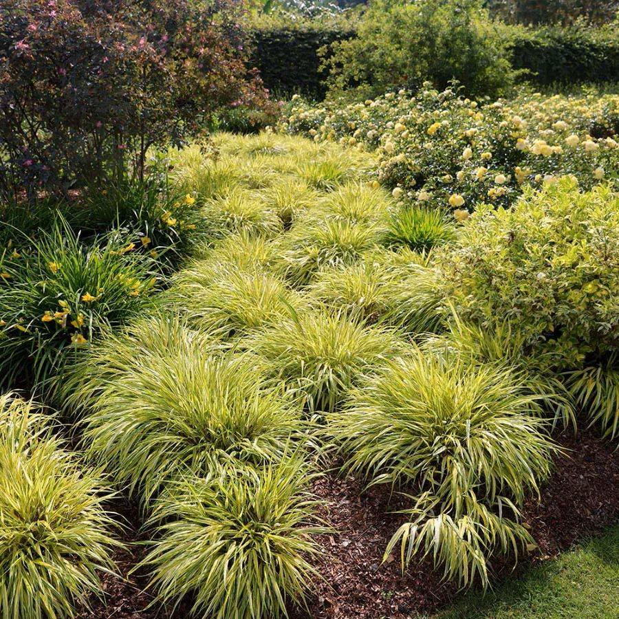 Szálkafű (Hakonechloa macra 'Aureola')