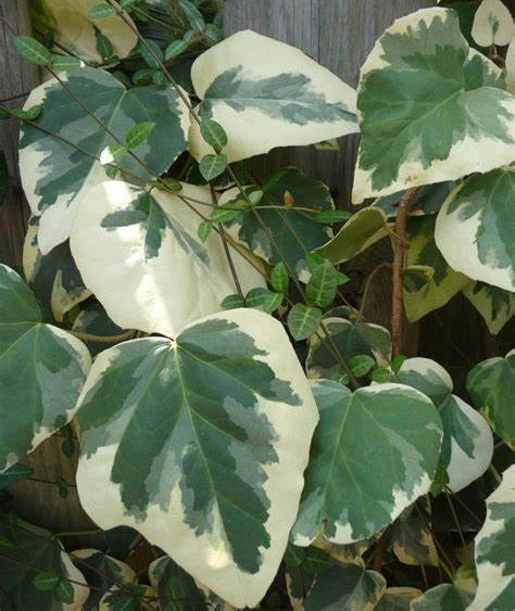 Borostyán (Hedera colchica 'Dentata Variegata')