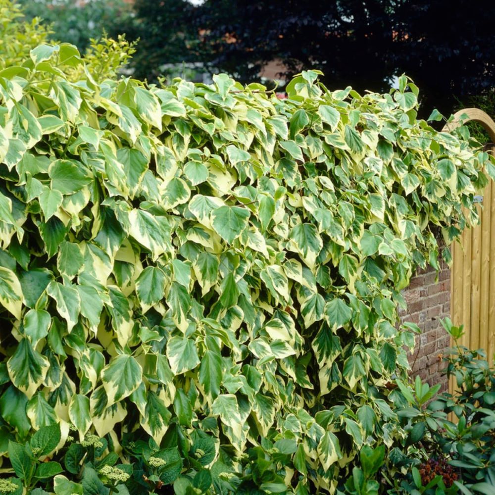 Borostyán (Hedera colchica 'Dentata Variegata')
