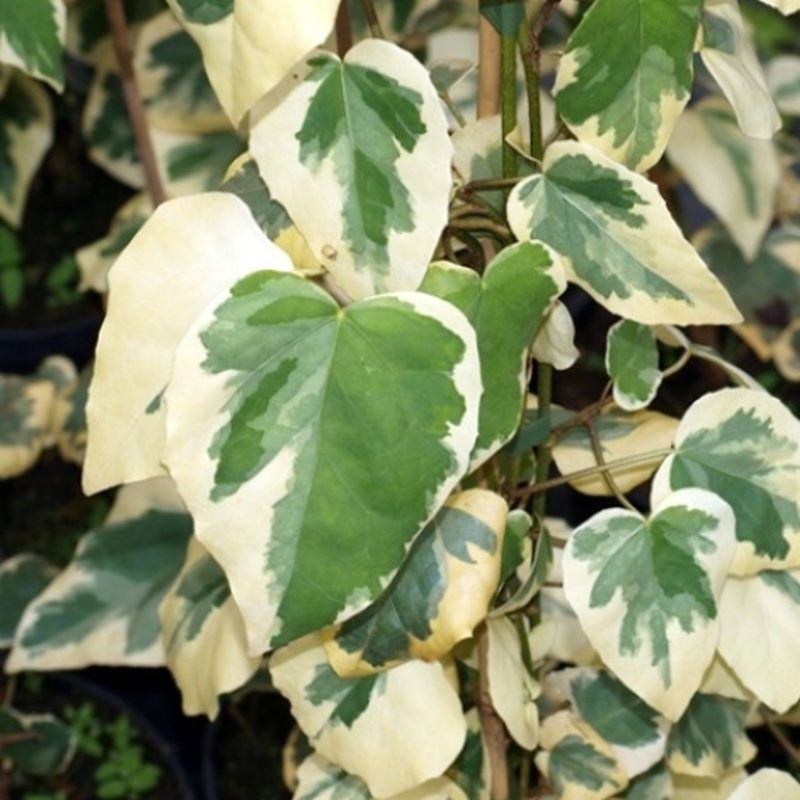 Borostyán (Hedera colchica 'Dentata Variegata')
