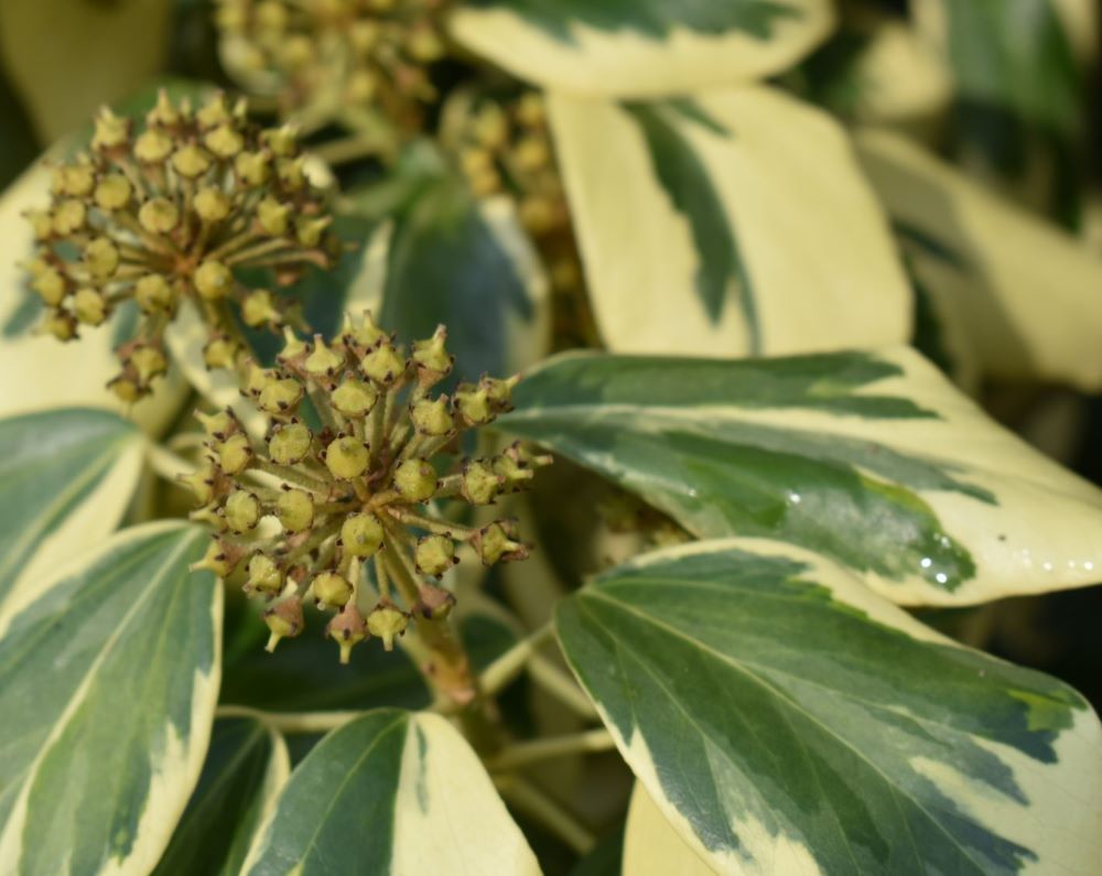 Borostyán (Hedera colchica 'Dentata Variegata')