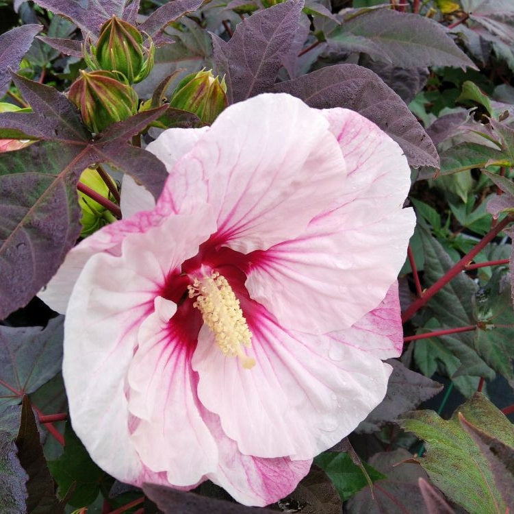 Mocsári hibiszkusz (Hibiscus moscheutos Summerific® 'Perfect Storm')