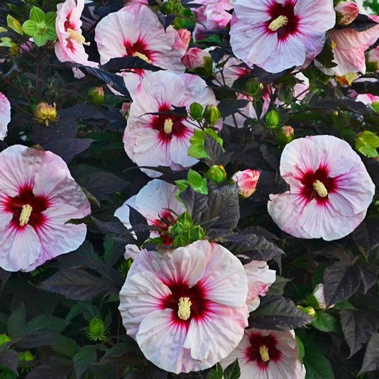 Mocsári hibiszkusz (Hibiscus moscheutos Summerific® 'Perfect Storm')