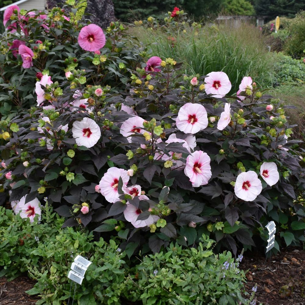 Mocsári hibiszkusz (Hibiscus moscheutos Summerific® 'Perfect Storm')