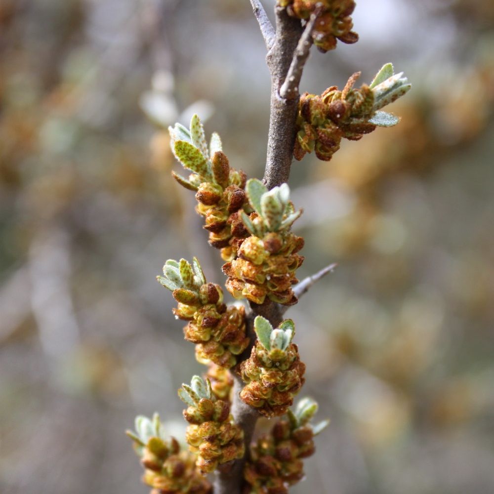 Homoktövis, porzós (Hippophae rhamnoides)