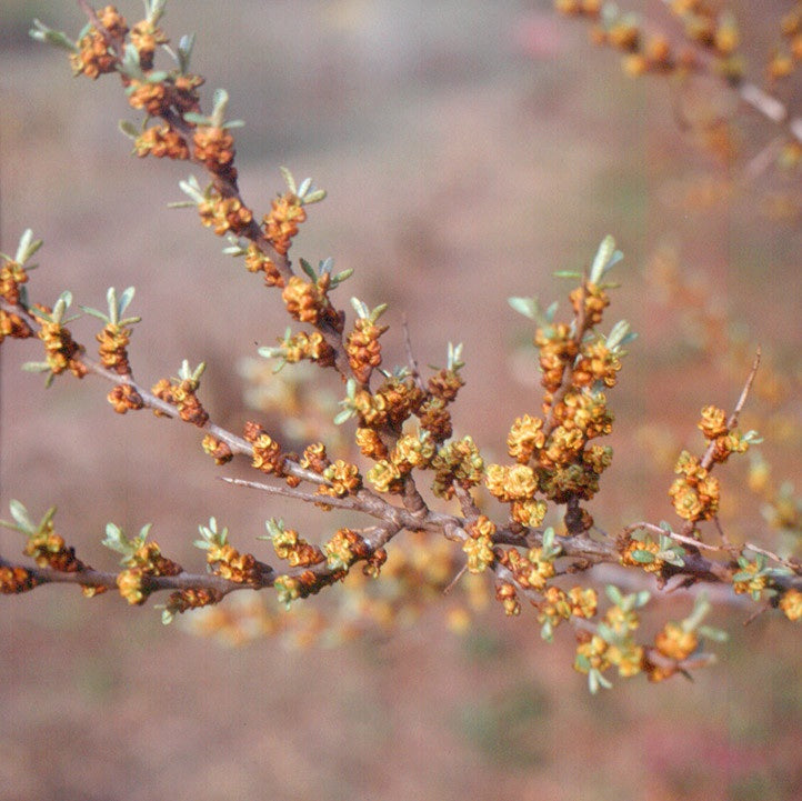 Homoktövis, porzós (Hippophae rhamnoides)