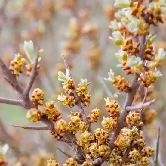 Homoktövis, porzós (Hippophae rhamnoides)