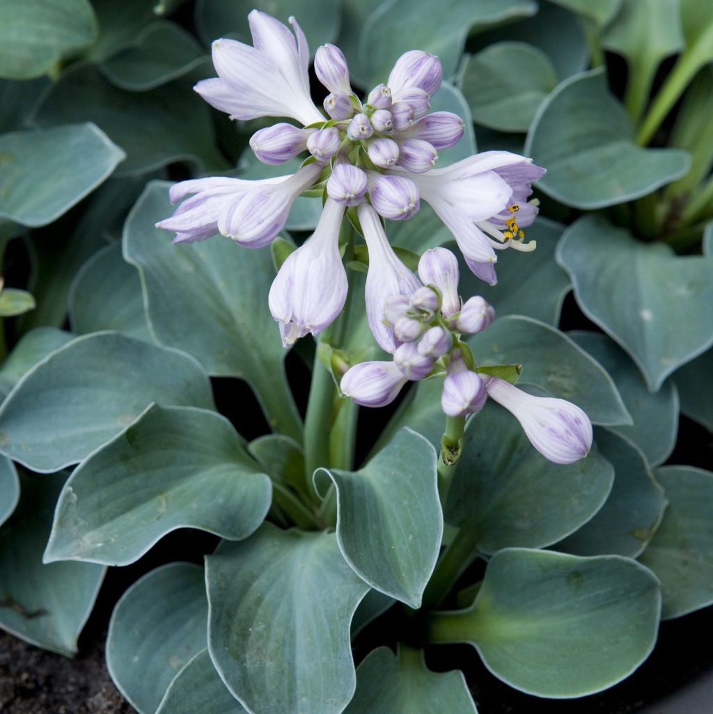Árnyékliliom (Hosta 'Blue Mouse Ears')