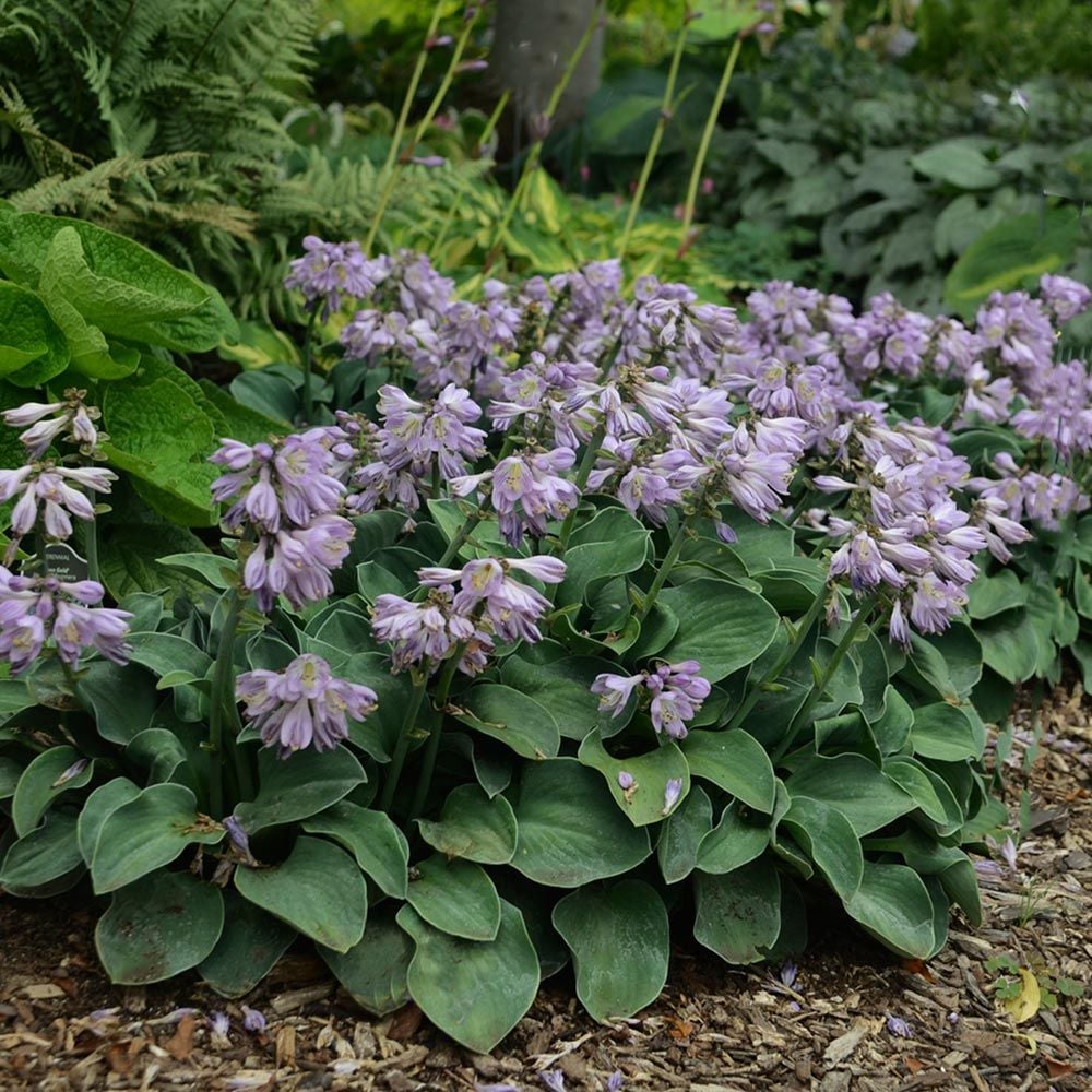Árnyékliliom (Hosta 'Blue Mouse Ears')