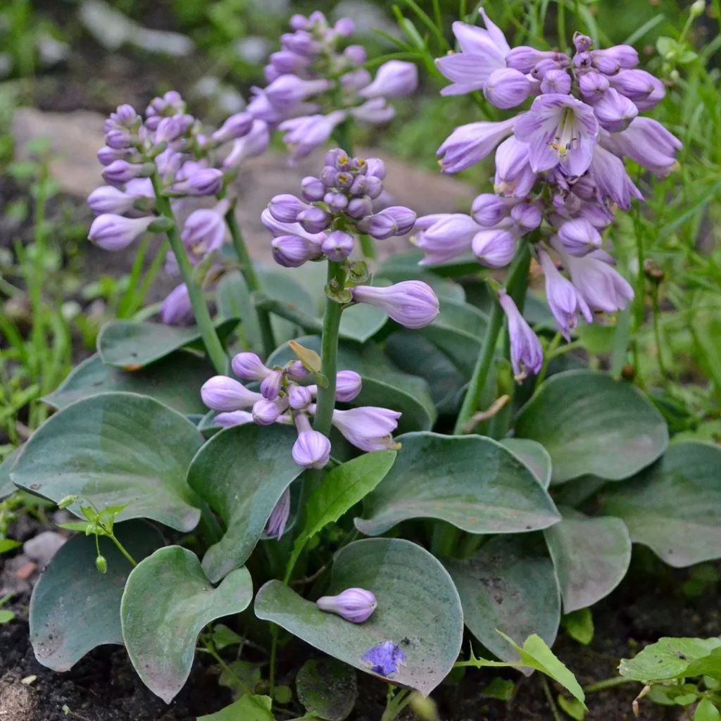 Árnyékliliom (Hosta 'Blue Mouse Ears')