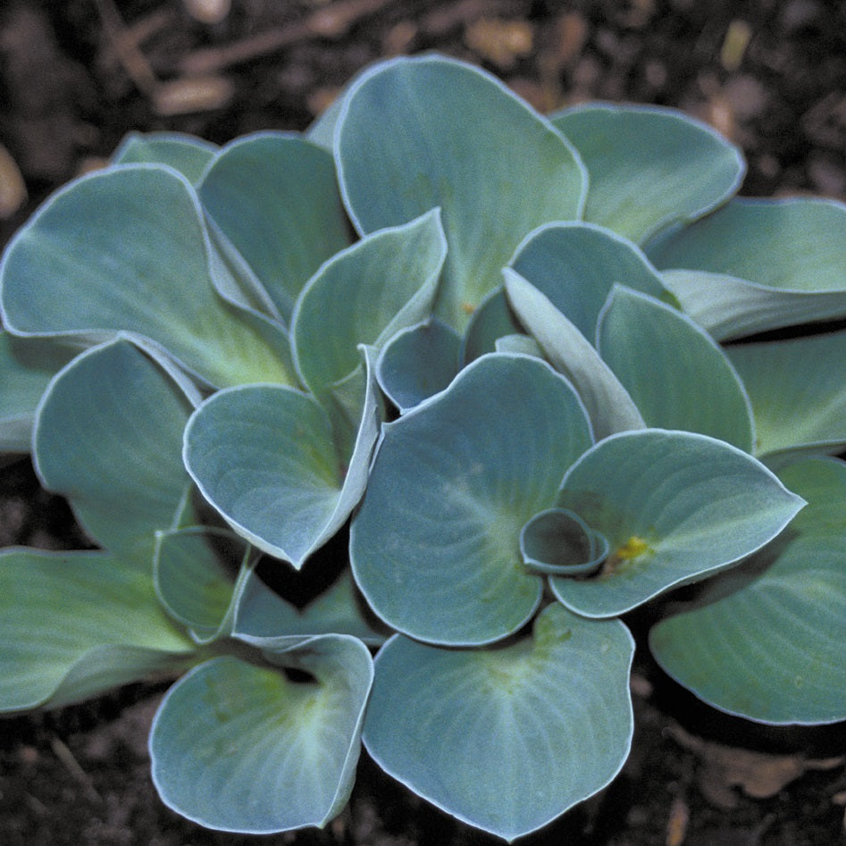 Árnyékliliom (Hosta 'Blue Mouse Ears')