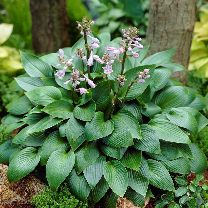 Árnyékliliom (Hosta 'Devon Green')