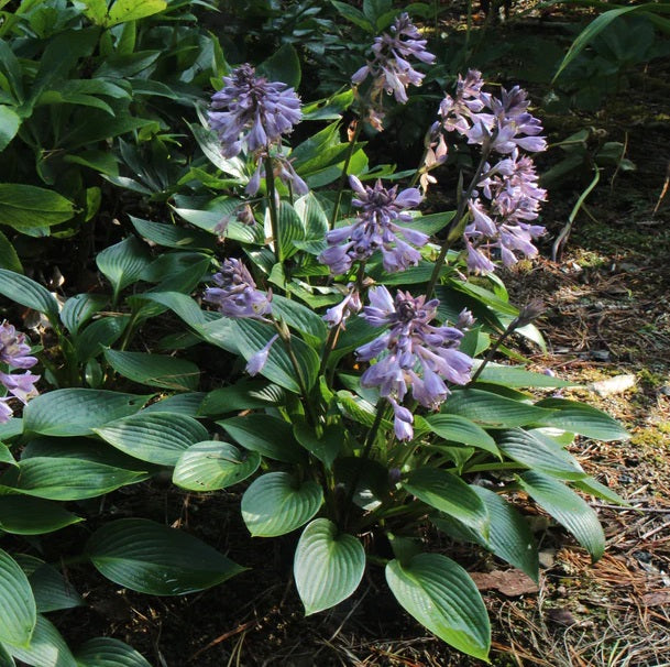Árnyékliliom (Hosta 'Devon Green')