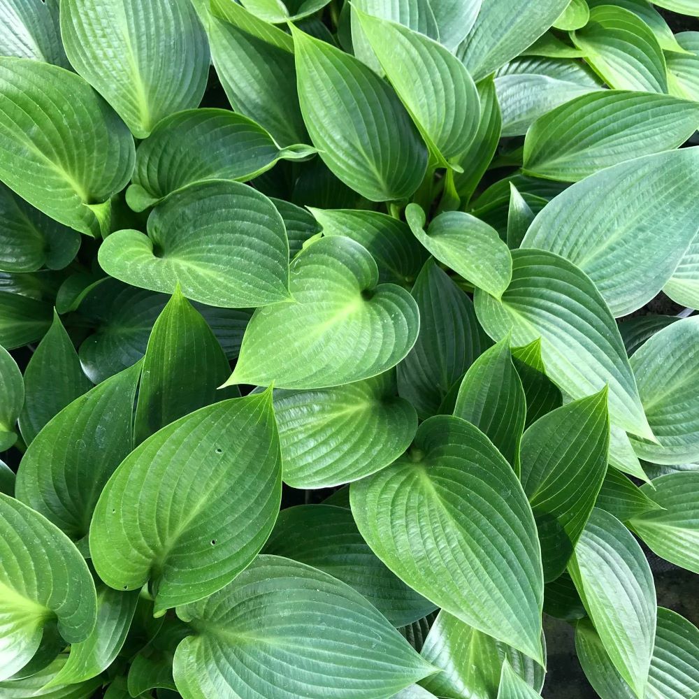 Árnyékliliom (Hosta 'Devon Green')