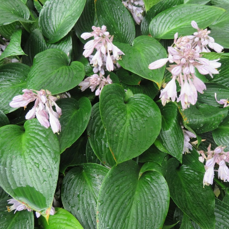 Árnyékliliom (Hosta 'Devon Green')