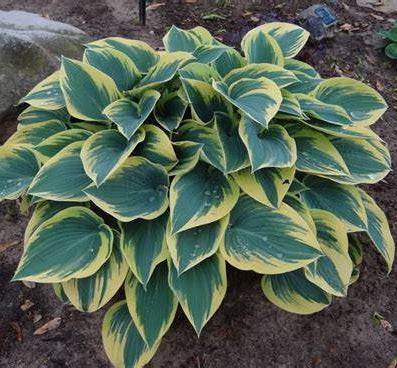 Árnyékliliom (Hosta 'First Frost')