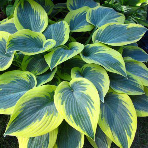 Árnyékliliom (Hosta 'First Frost')