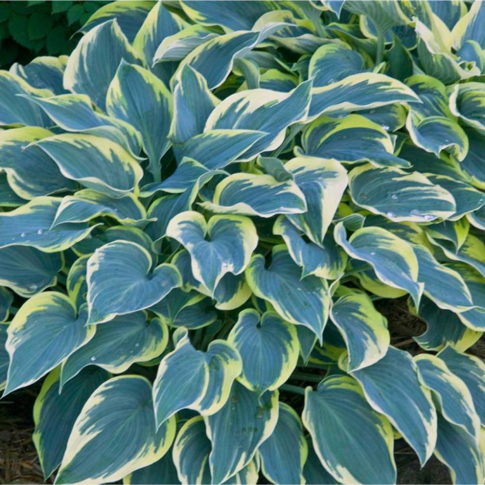Árnyékliliom (Hosta 'First Frost')