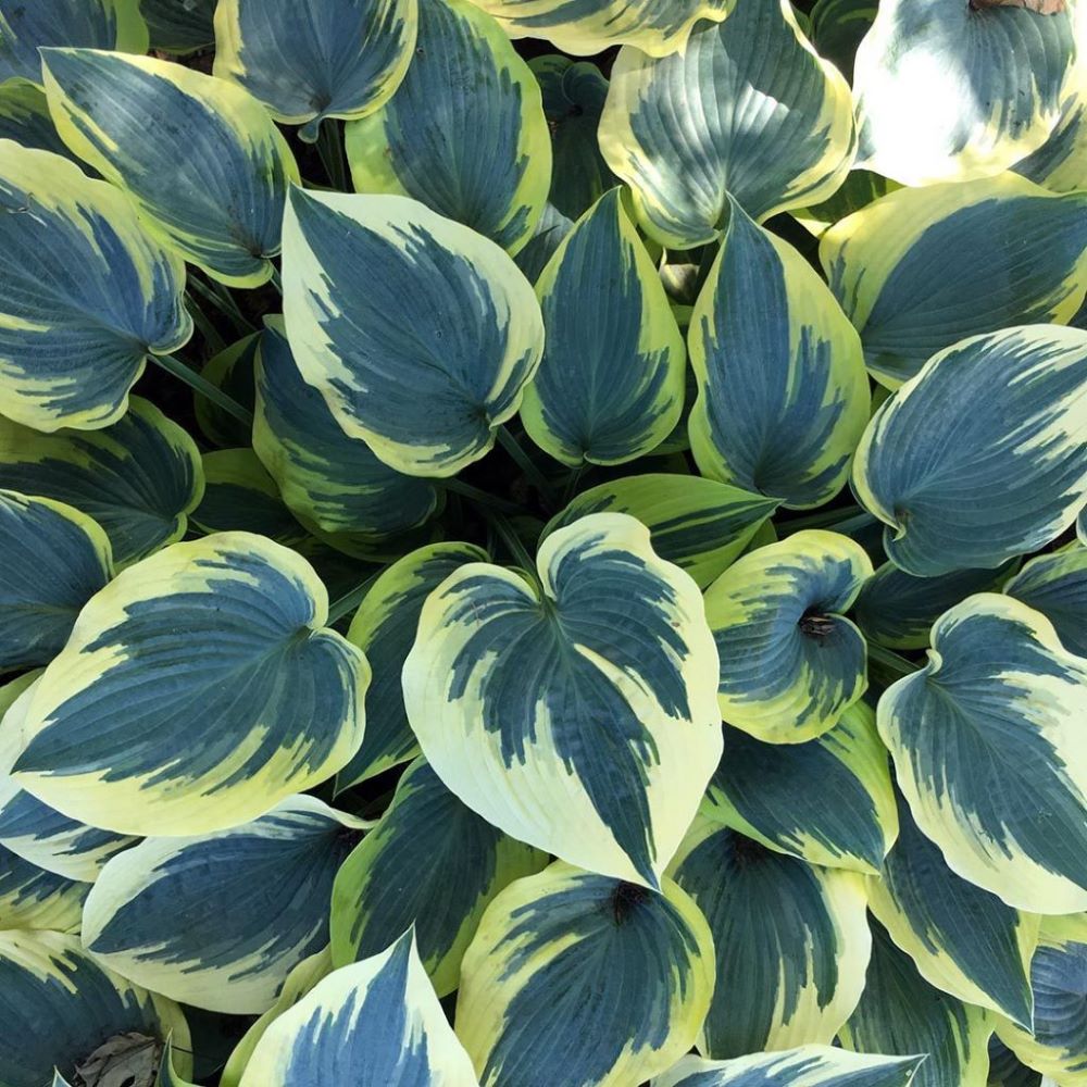 Árnyékliliom (Hosta 'First Frost')