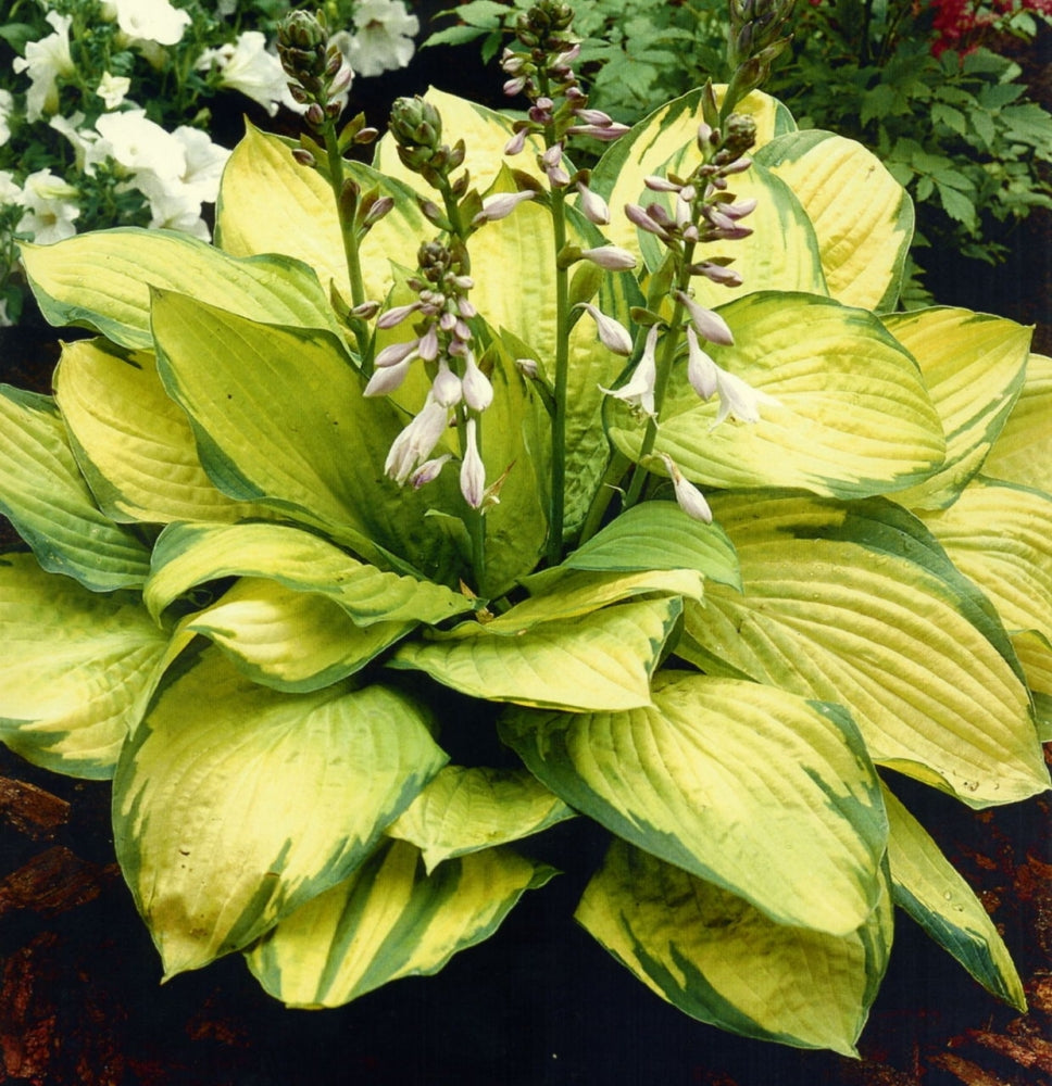 Árnyékliliom (Hosta fortunei 'Gold Standard')