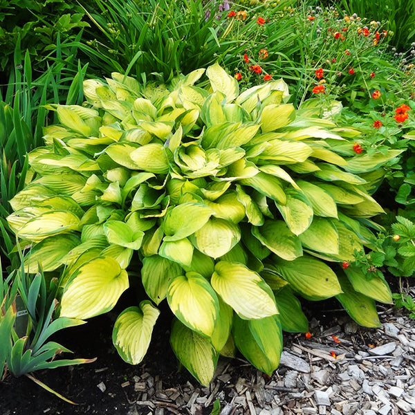 Árnyékliliom (Hosta fortunei 'Gold Standard')