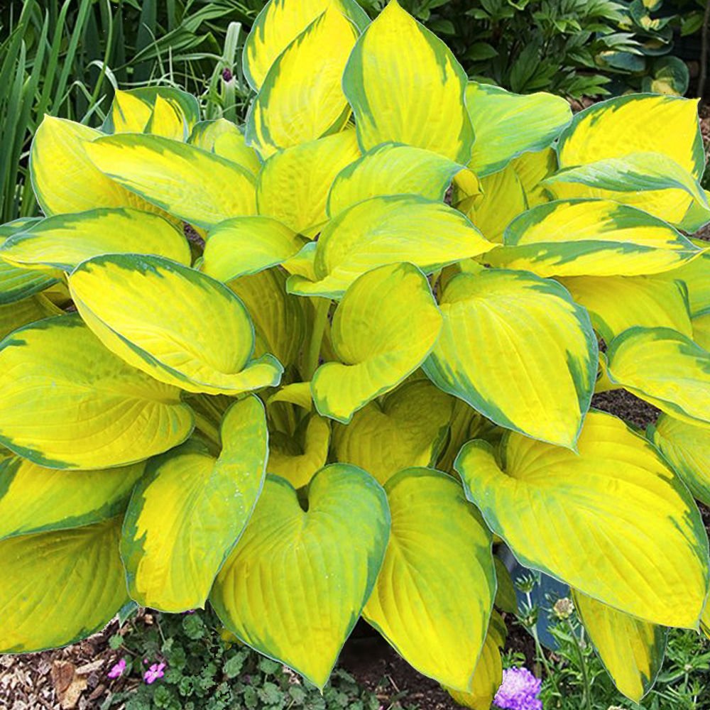 Árnyékliliom (Hosta fortunei 'Gold Standard')