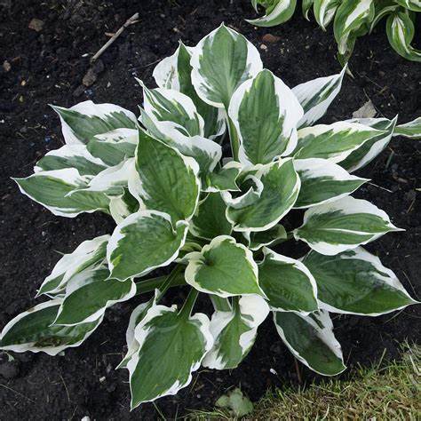 Árnyékliliom (Hosta 'Patriot')