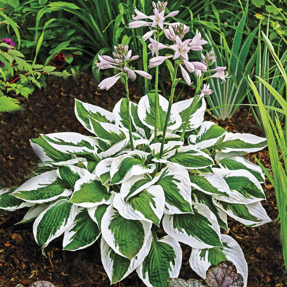 Árnyékliliom (Hosta 'Patriot')