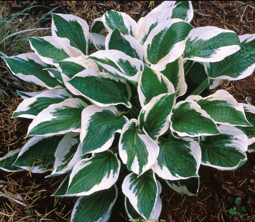 Árnyékliliom (Hosta 'Patriot')