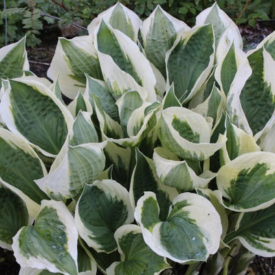 Árnyékliliom (Hosta 'Patriot')