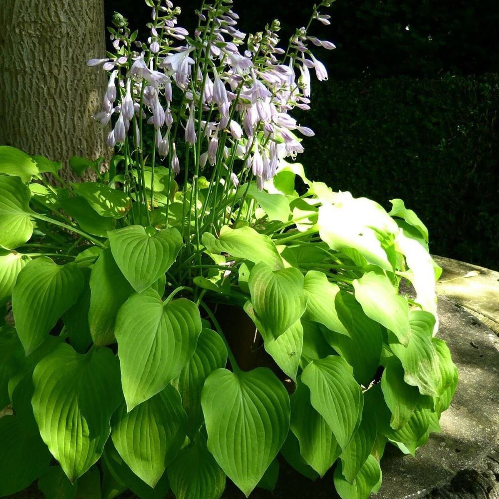 Árnyékliliom (Hosta 'Sum and Substance')