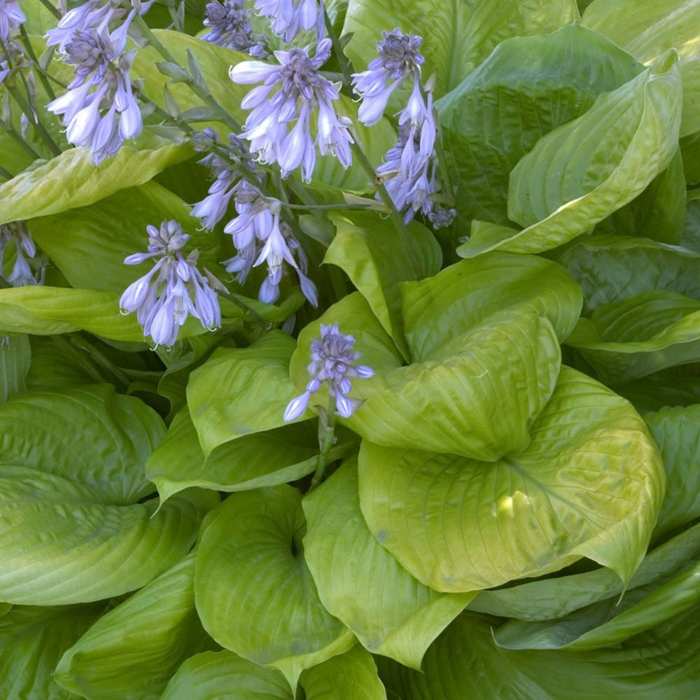Árnyékliliom (Hosta 'Sum and Substance')