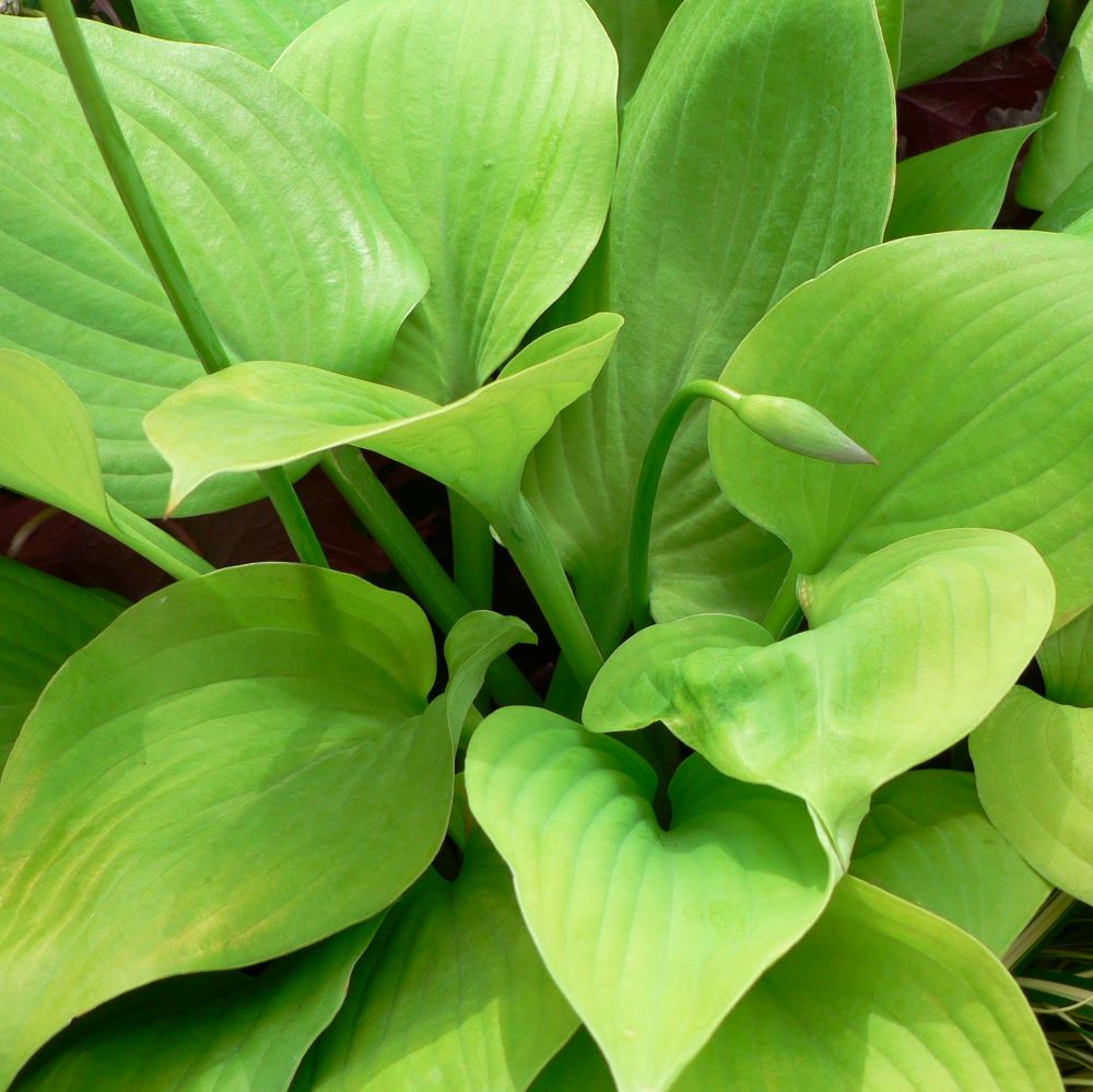 Árnyékliliom (Hosta 'Sum and Substance')